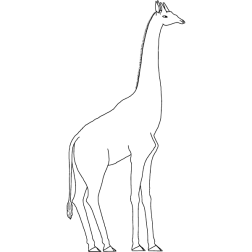 Giraffe 2a