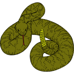 Rattlesnake in a defensive position