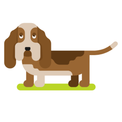 Basset hound dog
