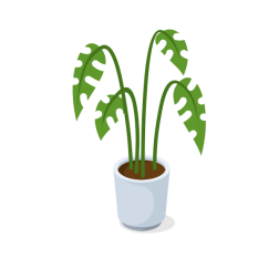 Plant in a white pot