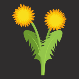 Dandelions flowers