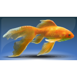 Goldfish - Low Poly Art