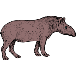 Tapir 1b