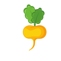 Turnip root