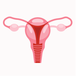 Uterus
