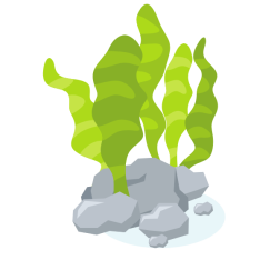 Aquarium plant