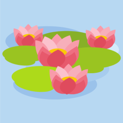 Lotus flowers