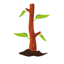 Tree seedling