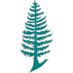 Pine 8c