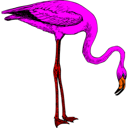 Flamingo 2