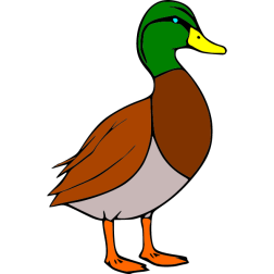 Duck 1