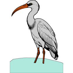 American white ibis looking for prey