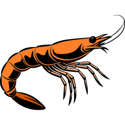 Shrimp I