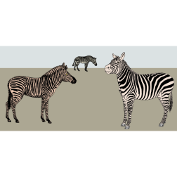 Zebras anticipate the arrival of the first rains
