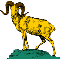 The argali (Ovis ammon)