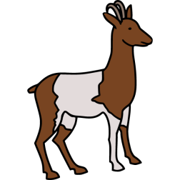 Domestic goat