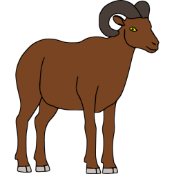 Domestic sheep