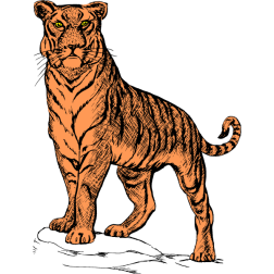 The tiger looks around