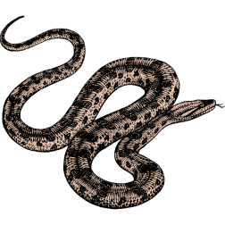 Big brown anaconda