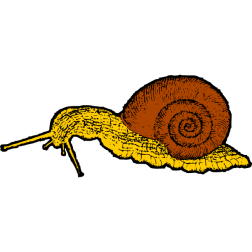 Snail 1b