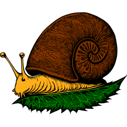 A snail eats a lettuce leaf