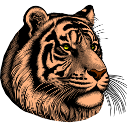 A tiger looks at its prey in the distance