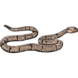 A rattlesnake in search of prey