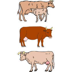 Three cows (and one calf)