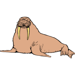 Walrus