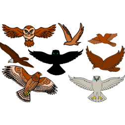 Birds in flight