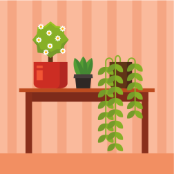 Houseplants on the table