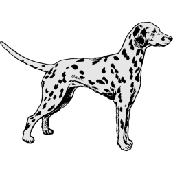 Dalmatian 1