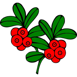Cranberry