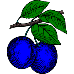 Plum 1