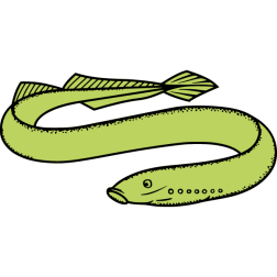 Eel 1