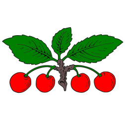 Cherry 1