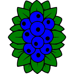 Blueberry 1