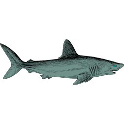 Shark 1