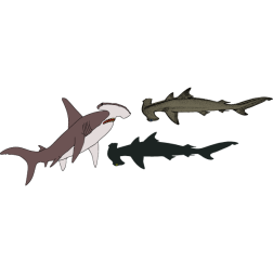 Hammerhead sharks