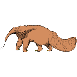 Anteater animal
