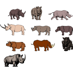 Rhinos