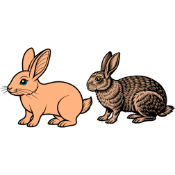 Rabbits 1