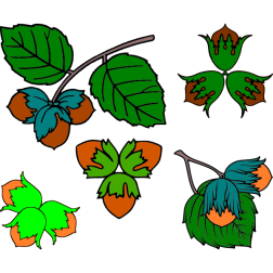 Hazelnuts 1
