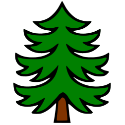 Pine 1a