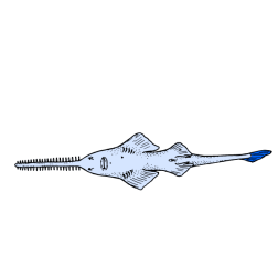 Sawfish, view from below