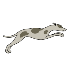 A dog trained for racing