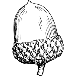 Acorn6