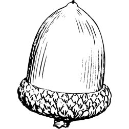 Acorn7