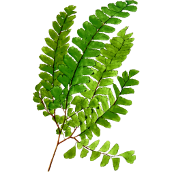 AdiantumOatesii