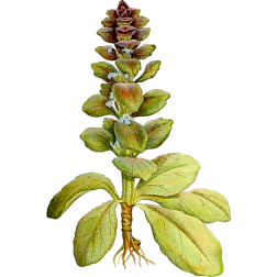 AjugaPyramidalis